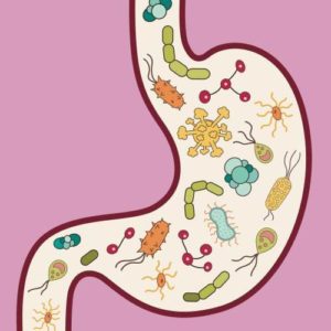 Illustration of gut microbiome inside stomach